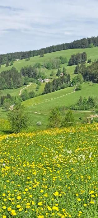 Ferienwohnung im Schwarzwald mit Blick ins Grüne und Balkon