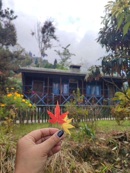 Singalila Jungle Lodge