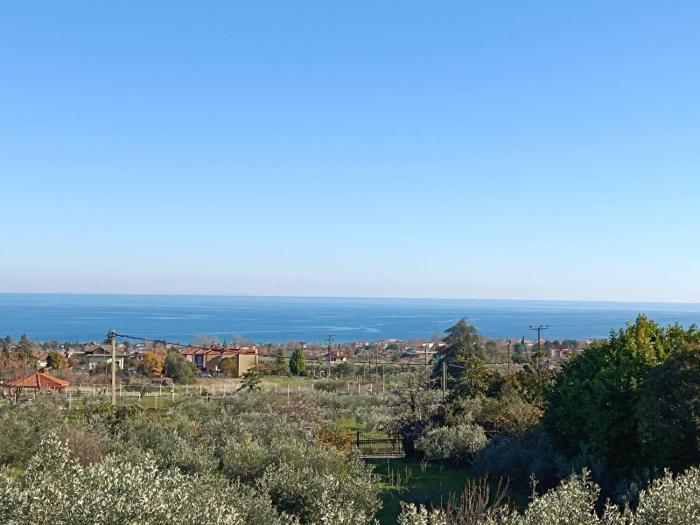 Azure & Olive Estate