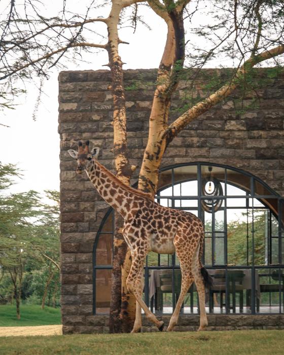 Giraffe Manor Tanzania