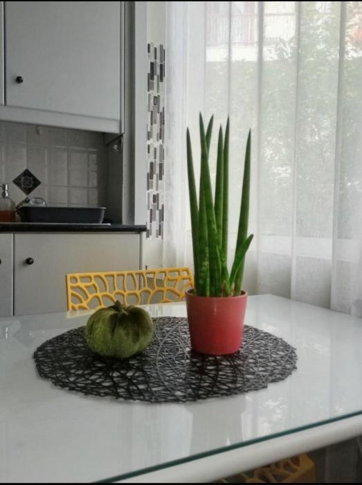 Aloe