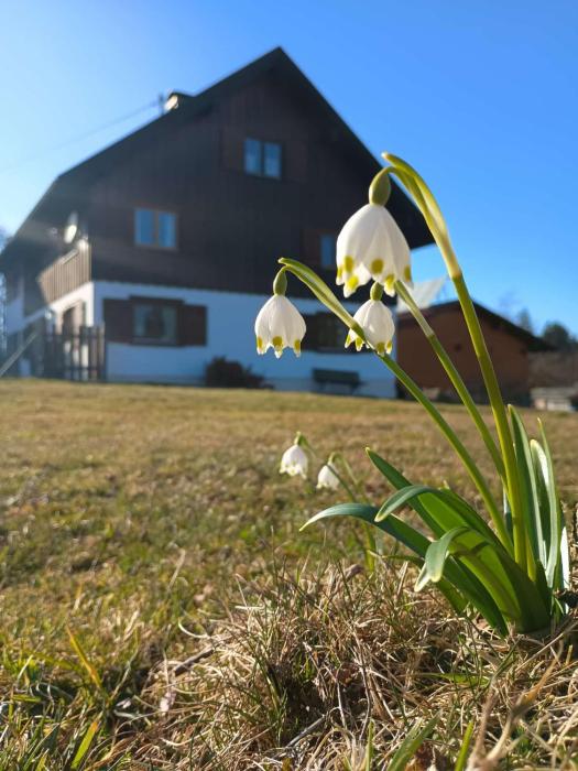 Ferienwohnung Biesen