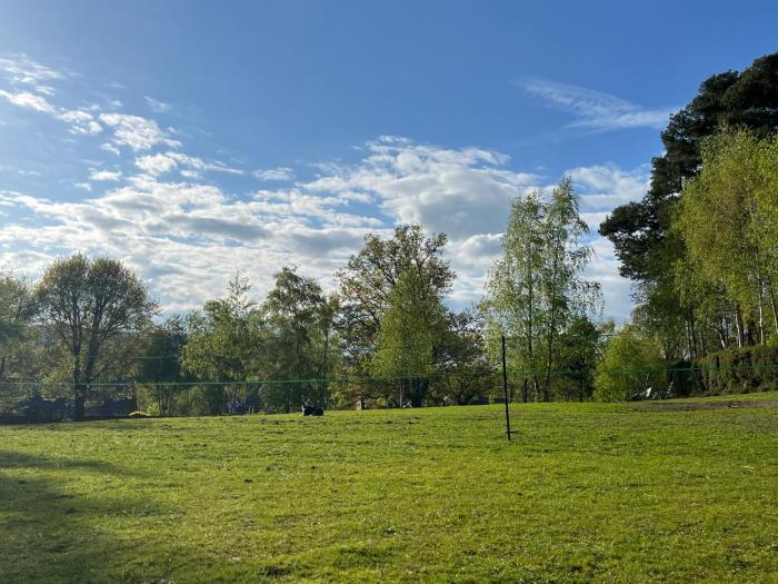 Woodlands camping