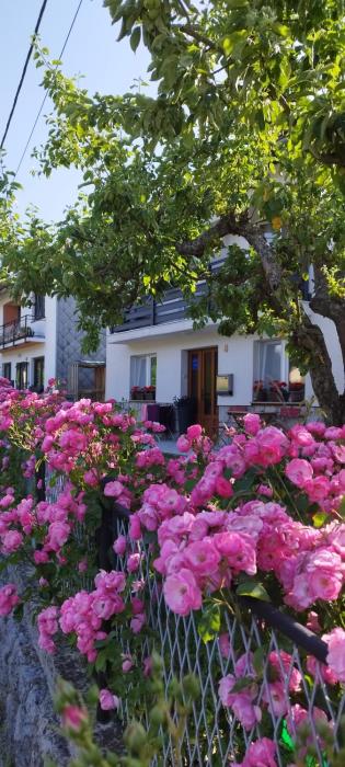 "Cattus" studio apartman