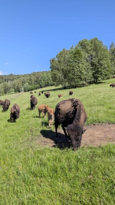 Caldisfarm Bison Lodge I Rustikale und grosszügige Ferienwohnung