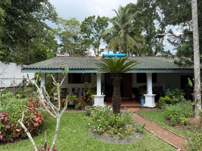 New Greenish Villa