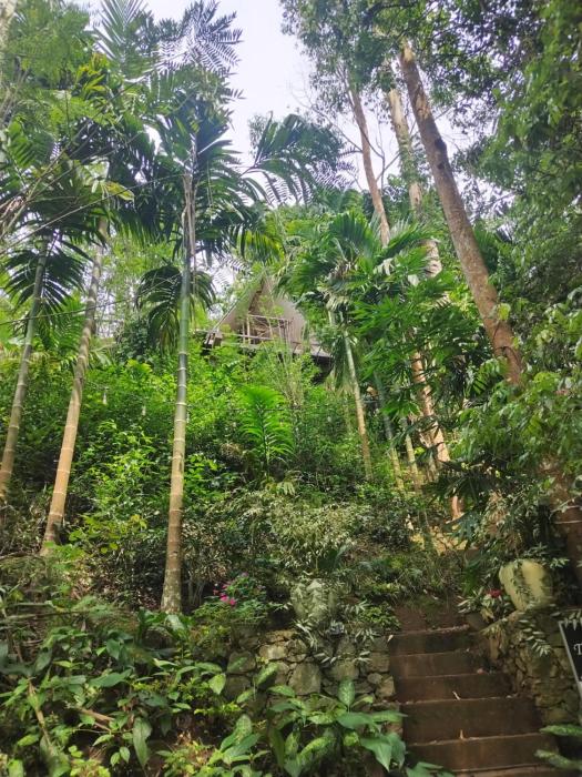 Silver Mist Jungle Cabana Ella