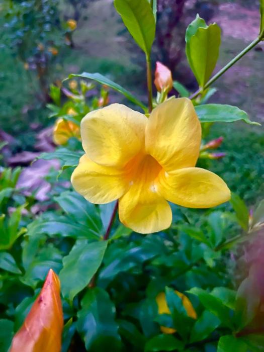 บ้านสวน nature home