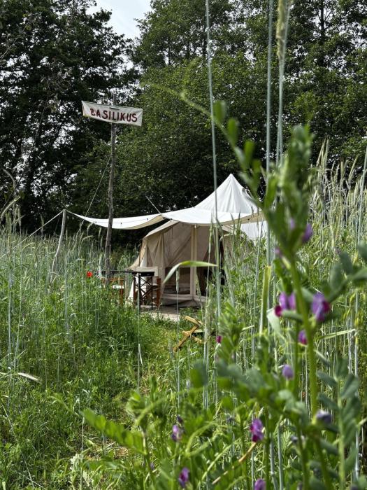 Eco glamping tent Basilikus