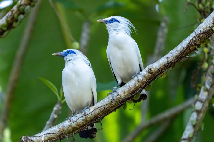 Svarga Uma Cottage - Unwind Amidst Bali Starling Sanctuary