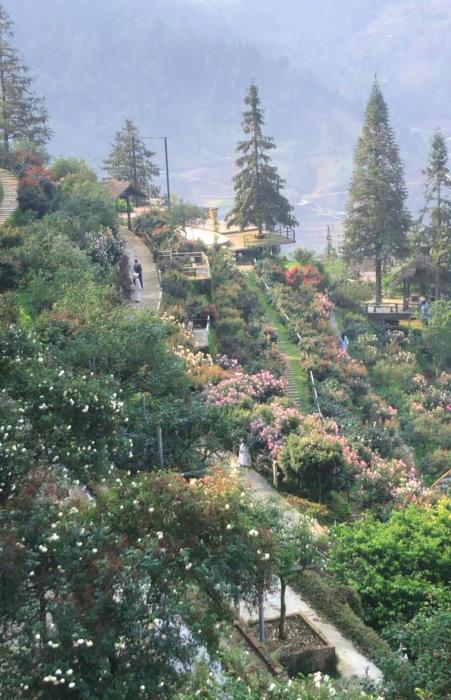 Sapa Rose Garden Resort