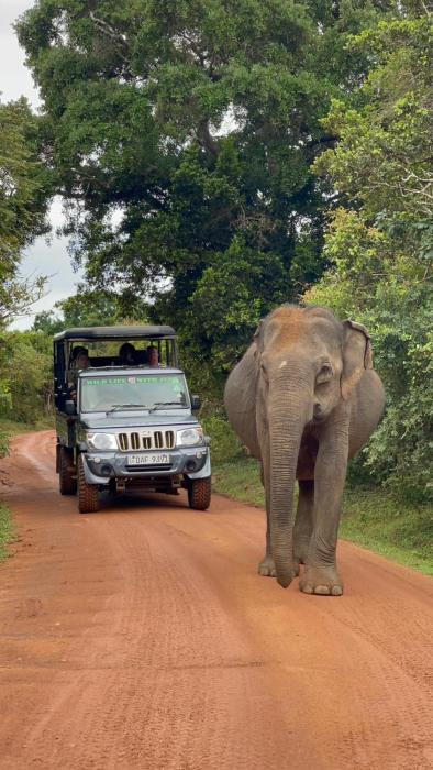Emarald Yala safari tours