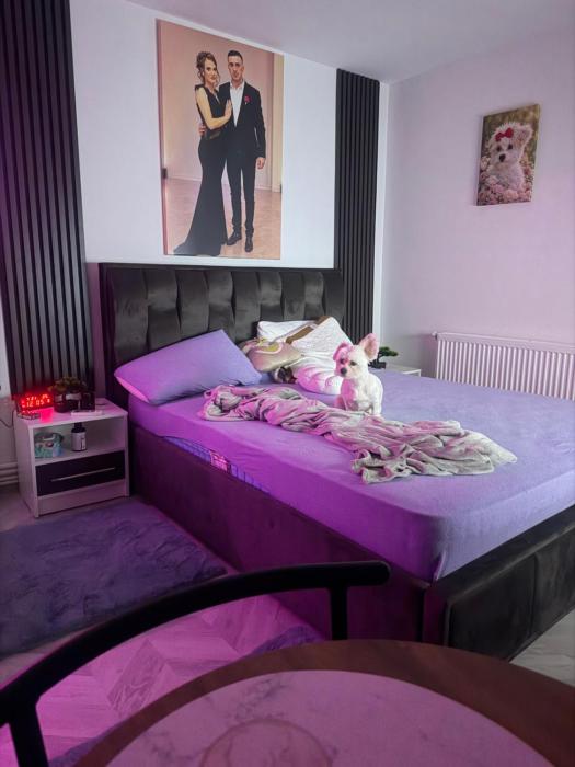 Studio Lavinia Calarasi