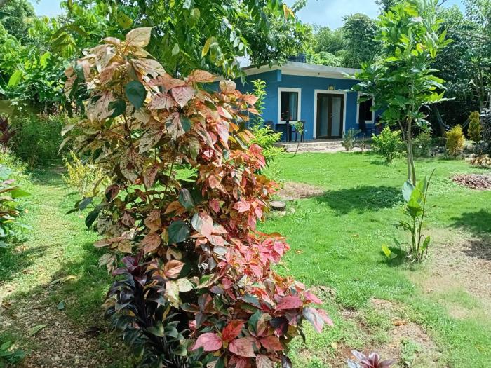 Jack Fruit House