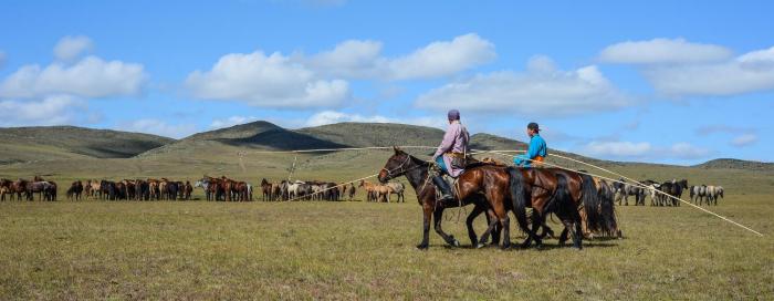 Steppe Horse Camp
