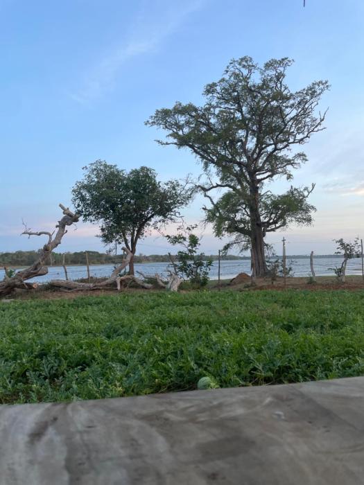 Foresta yala