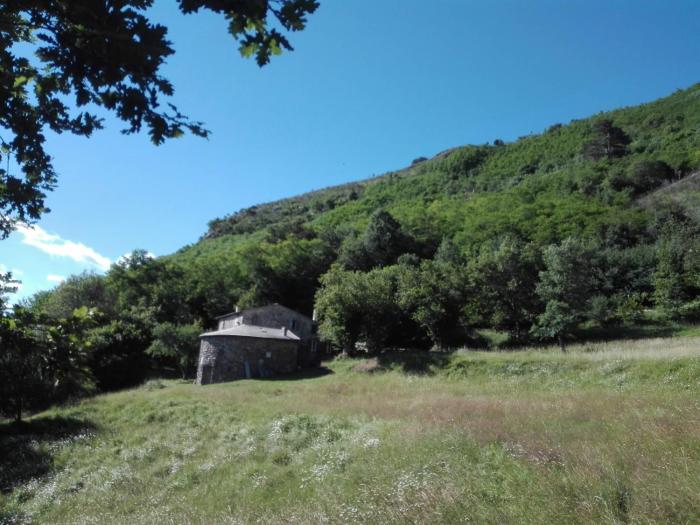 faggio rotondo - natura autentica