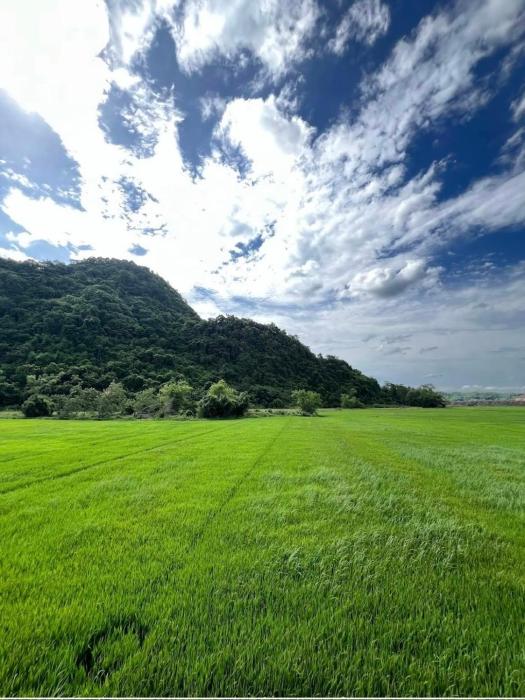 Phong Nha Rice Field Homestay