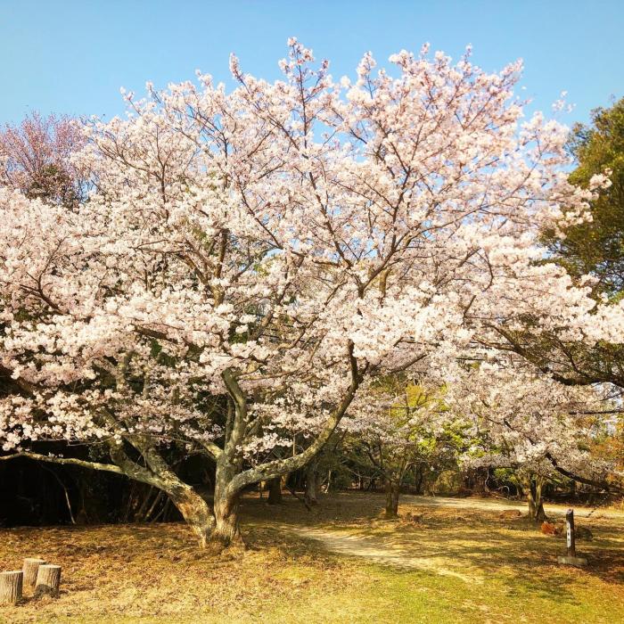 洲本家　SUMOTOYA