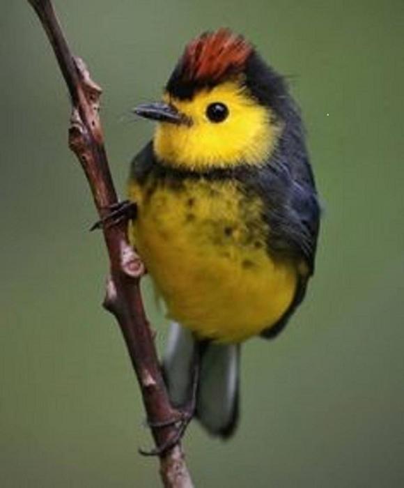 Buda-Bird On The Wire