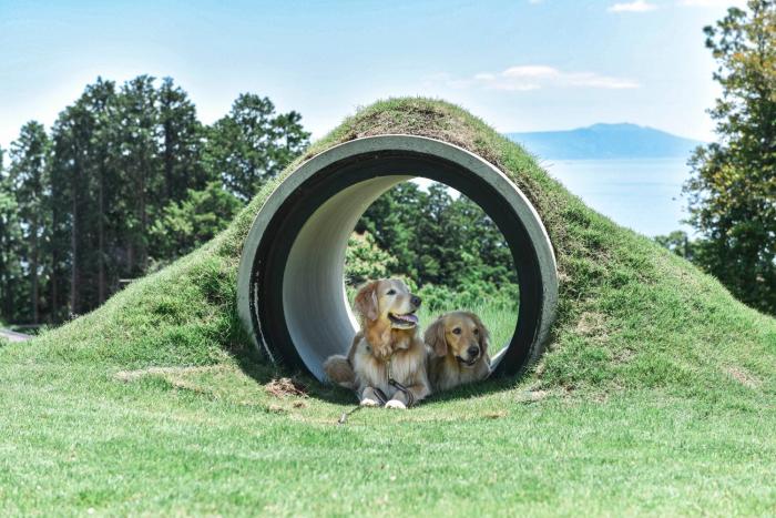 Doggo伊豆