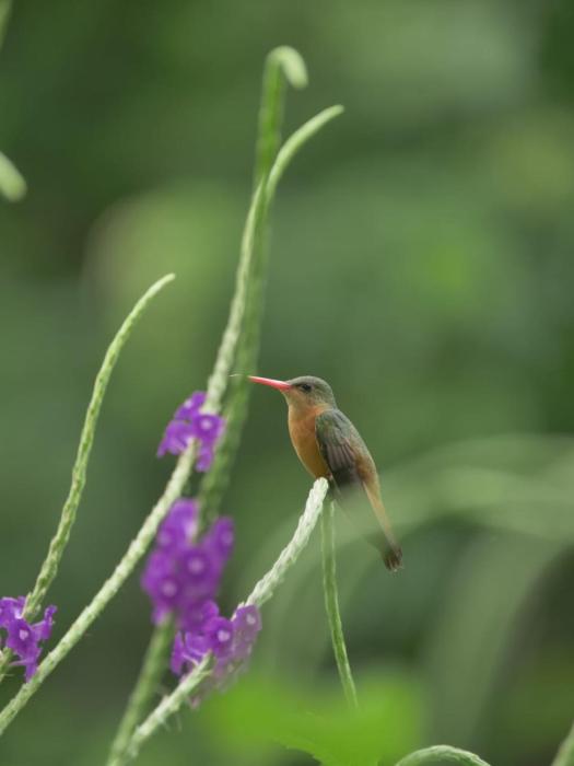 Finca Colibri, vue incroyable sur le Golfe de Nicoya, en Pleine Nature, ferry Playa Najanjo
