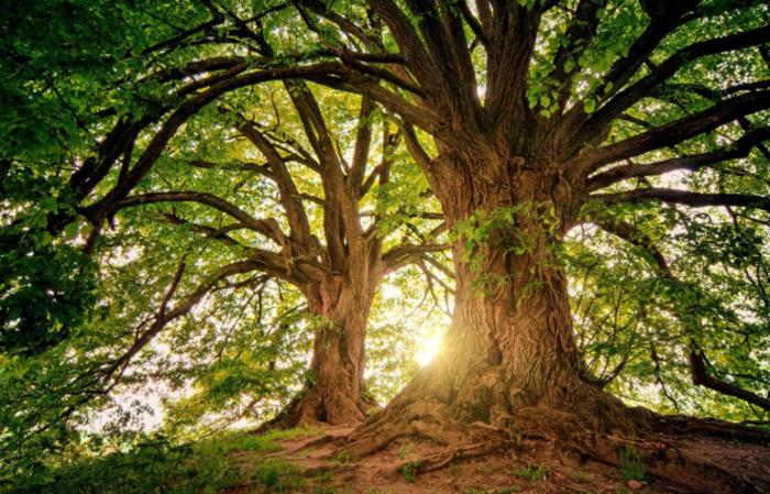 Arbre
