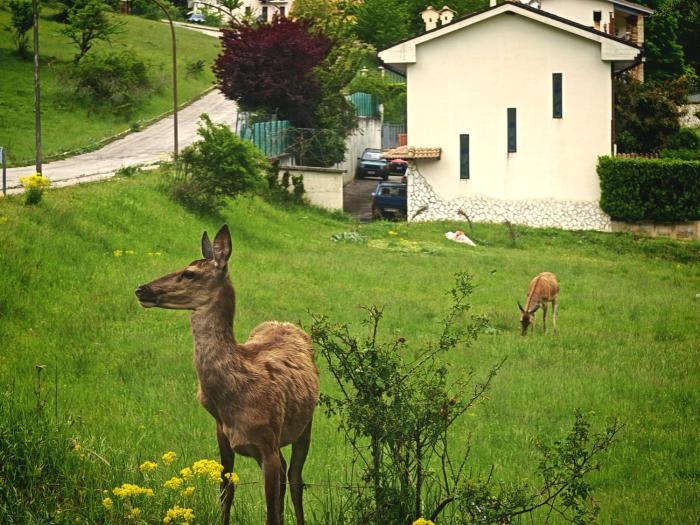 LAmorino