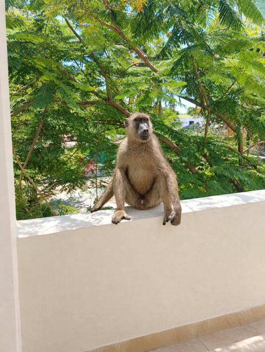Diani Beach 1BR Steps from the Beach