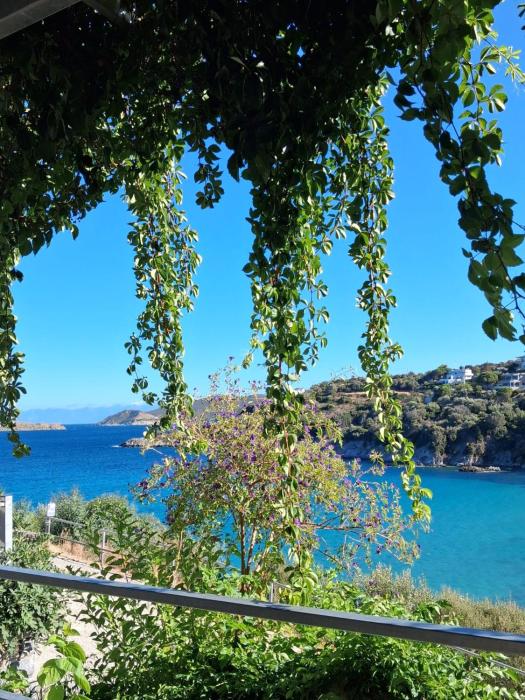 La bouganvillia à Érétrie, Ile dEubée, Grèce