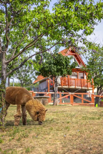 Sofia Szeretet Farm és Vendégház