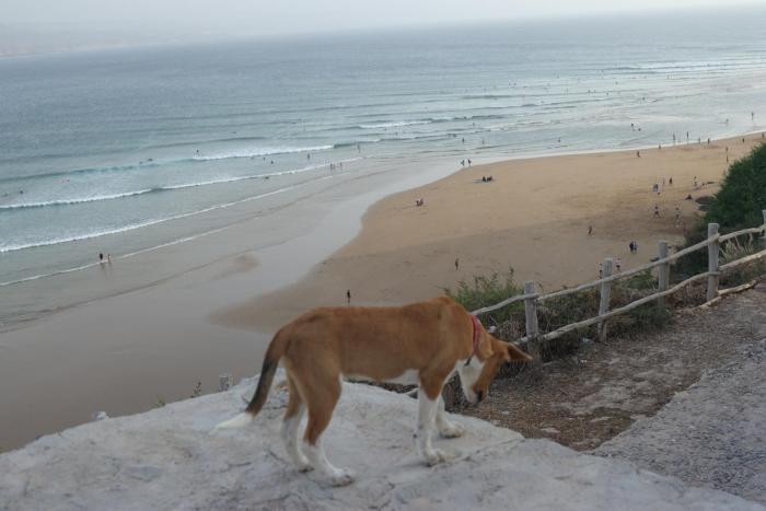 Surfvivoimsouane