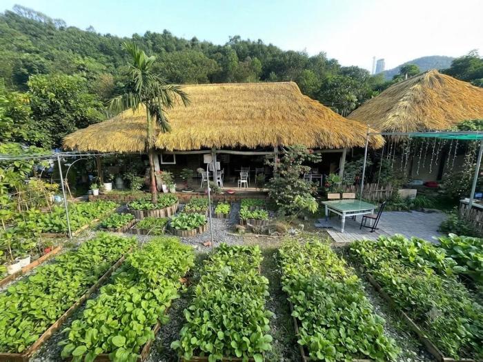 Bee Lucky Homestay Cát Bà
