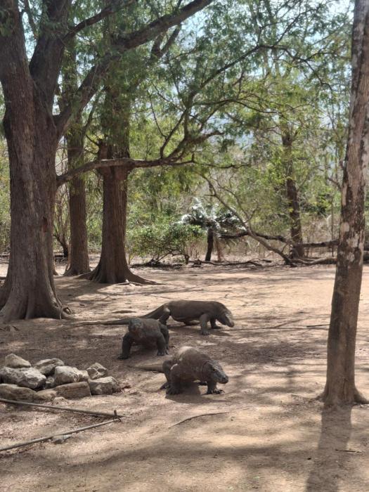 Komodo tour city