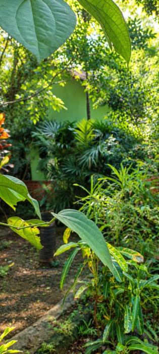 Forest Villa Nature Resort
