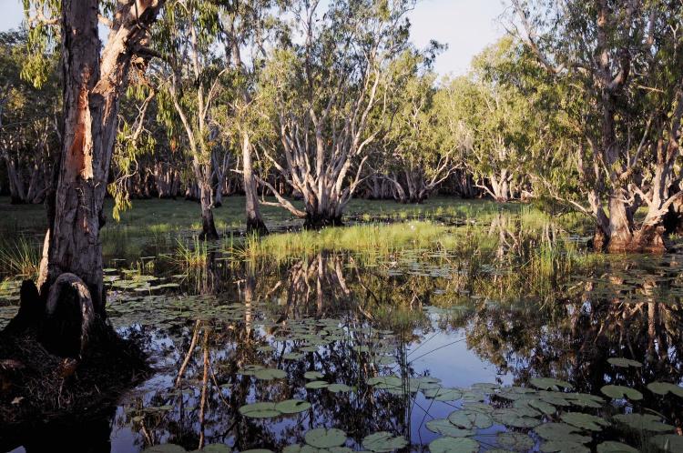 Mary River Floodplain, Kakadu, Northern Territory, Australia.
