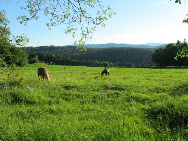 Ferienhaus Zopfhäusl - B&B Böbrach