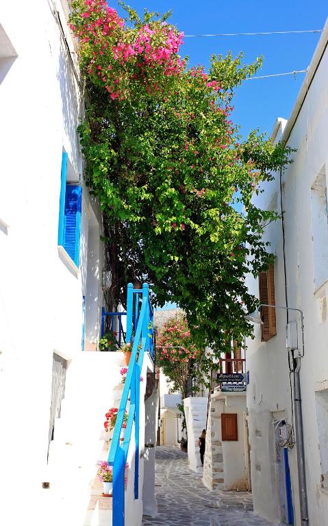 Bougainvillea House - B&B Parikia