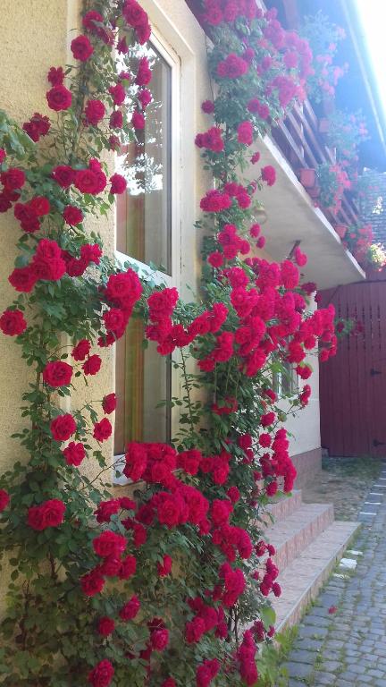 Pensiunea Răzvan - Bed and Breakfast Gura Râului