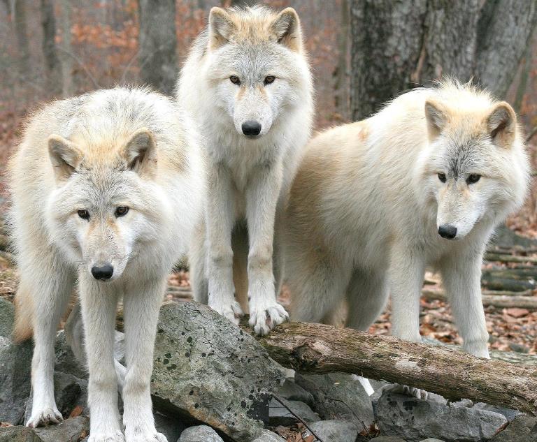 Aux 3 Loups - B&B Châtenois