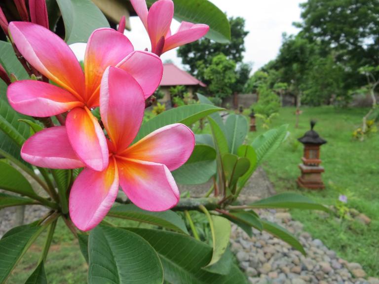 TEGAL SARI, Pemuteran- North Bali - B&B Pemuteran