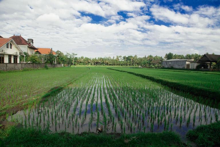Canang Sari House - Bed and Breakfast Ubud