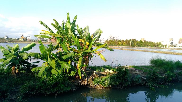 Breadtree Homestay - B&B Wujie
