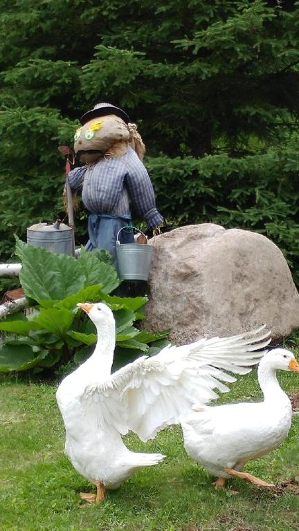 Hebergement Cerfs-Tifie fermette - B&B Saint-Felix-d'Otis