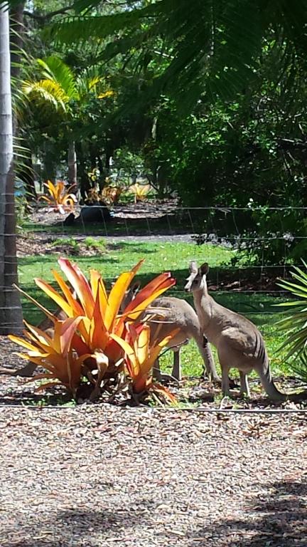 Bluegrass BnB - B&B Bundaberg
