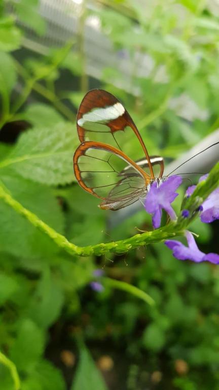 The Butterflies Wood House - B&B Reshafim
