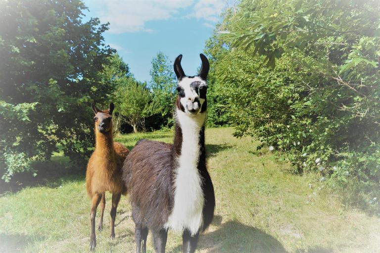 La Ferme des Lamas Dordogne - B&B Saint-Cyr-les-Champagnes