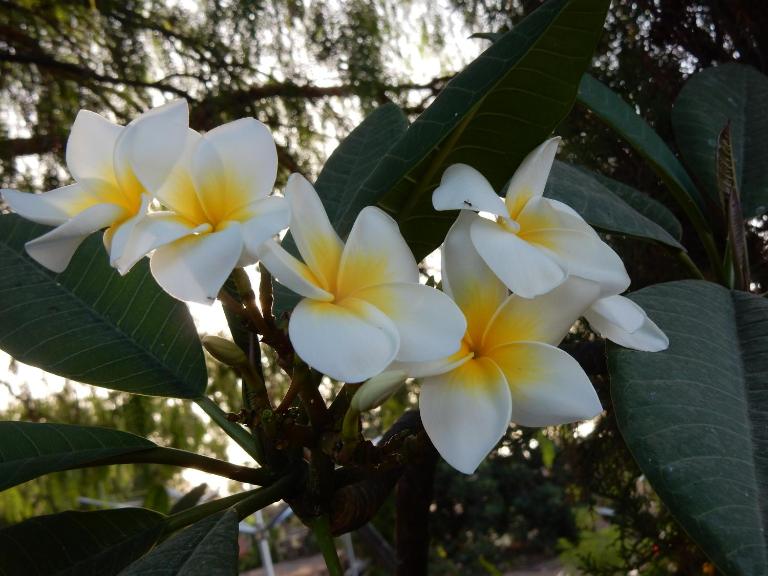 Finca Florida - B&B San Miguel De Abona