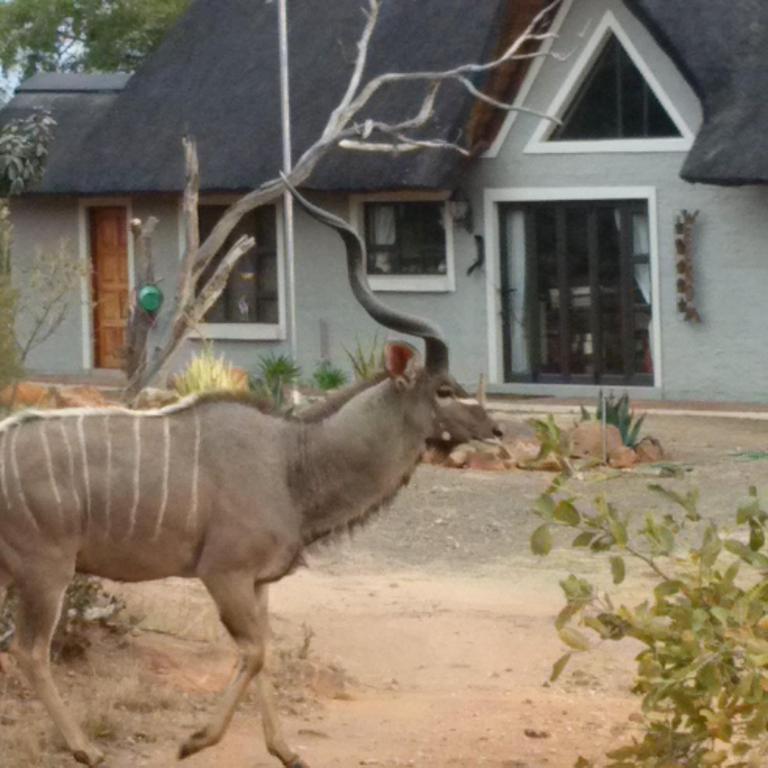 Twenty Four Mabalingwe Nature Reserve - B&B Mapella