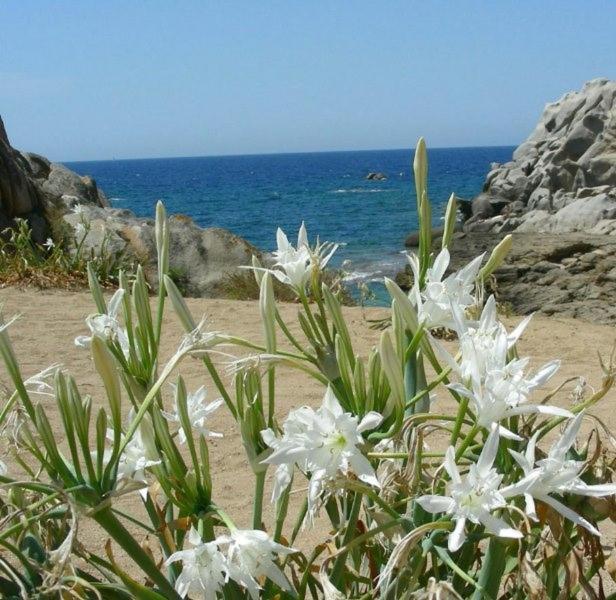 Giglio di mare Marzamemi - Ferienwohnung Marzamemi